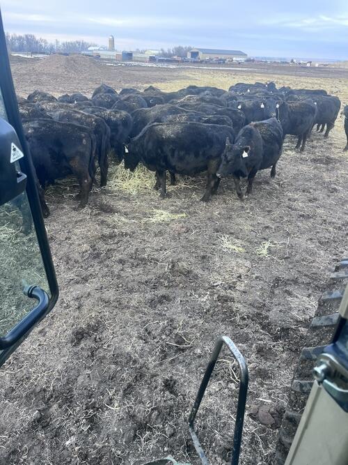 Coming in with their second calves, purebred black Angus cows bread to ...