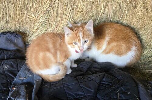 Not Sure,Other (Not Sure,Other, 10 wks) in Washburn, ND