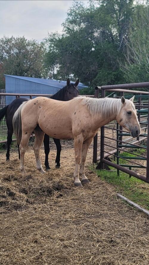 Horse (Horse, 8 yrs) in Minot, ND