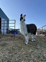 Dena's Profile Photo