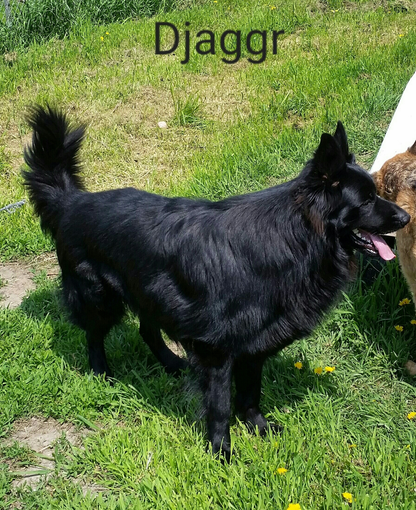 AKC German Shepherd for Stud, long hair, Solid Black, 5 year old, Son of my  solid | Linton, ND
