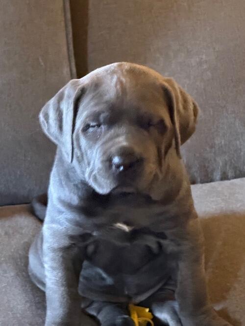 Great Dane (Great Dane) in Almont, ND