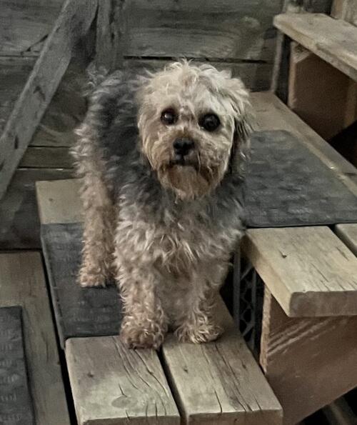 Yorkie