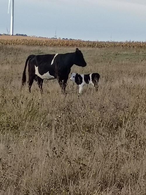 American Milking Devon