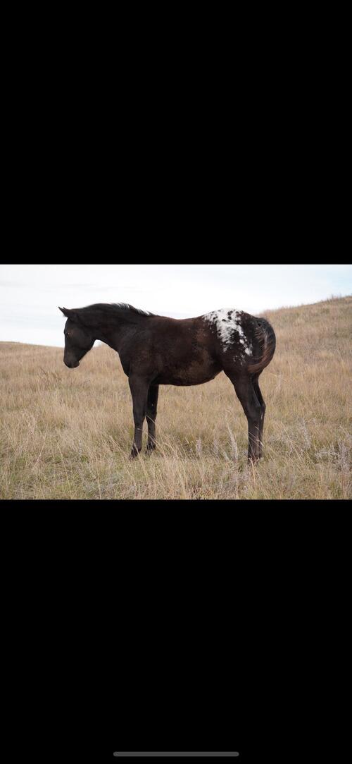 Appaloosa