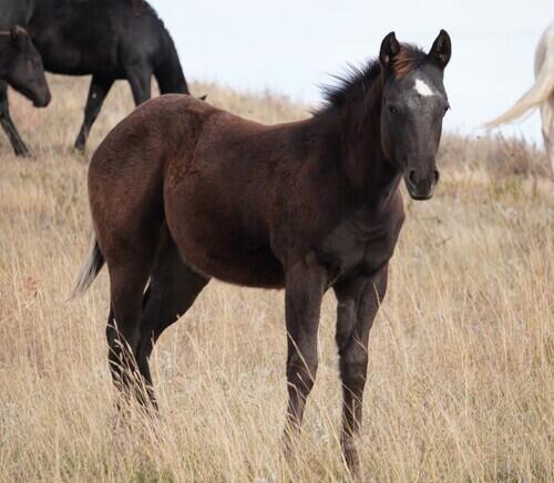 Appaloosa