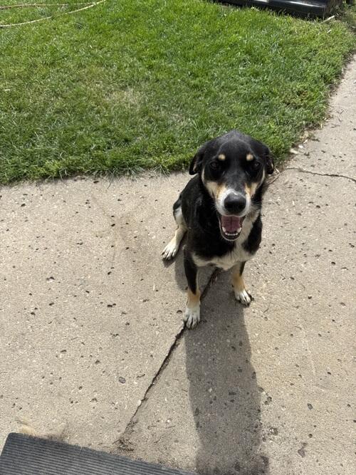 Australian Shepherd
