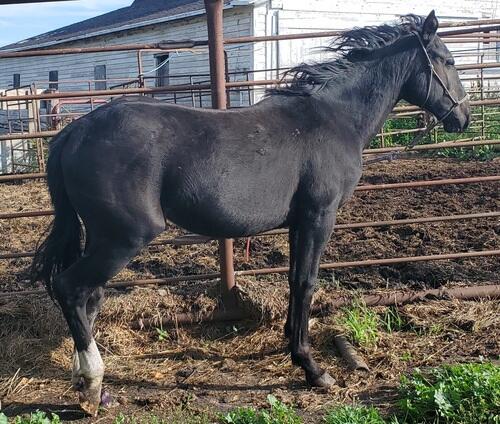 Quarter Horse (Quarter Horse, Filly (under 4)) in Turtle Lake, ND