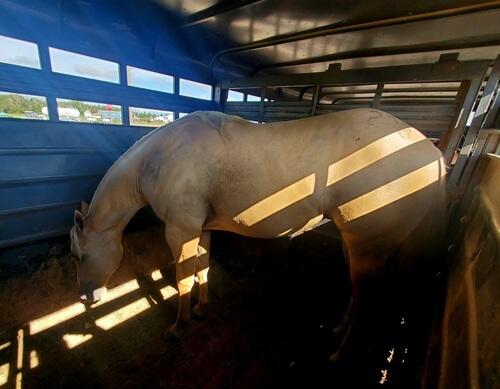 Quarter Horse