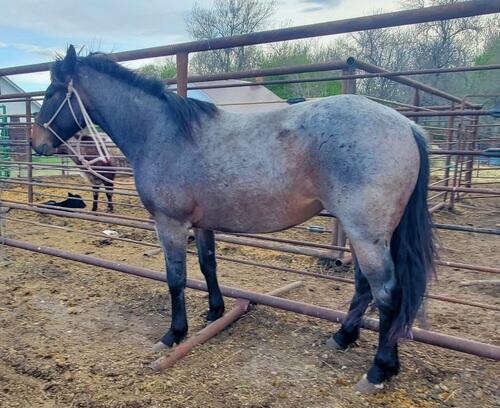 Quarter Horse (Quarter Horse, Mare) in Turtle Lake, ND