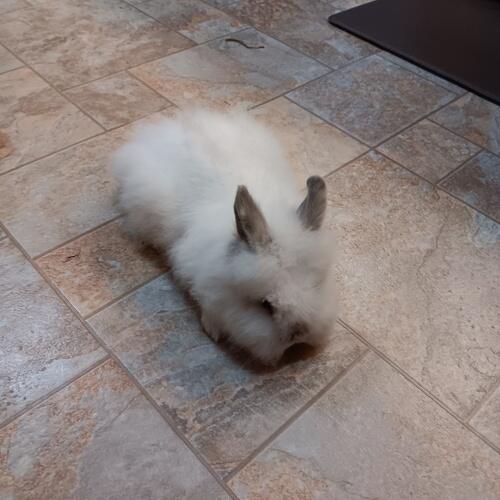 Lionhead (Lionhead, 3 mo) in Grace City, ND