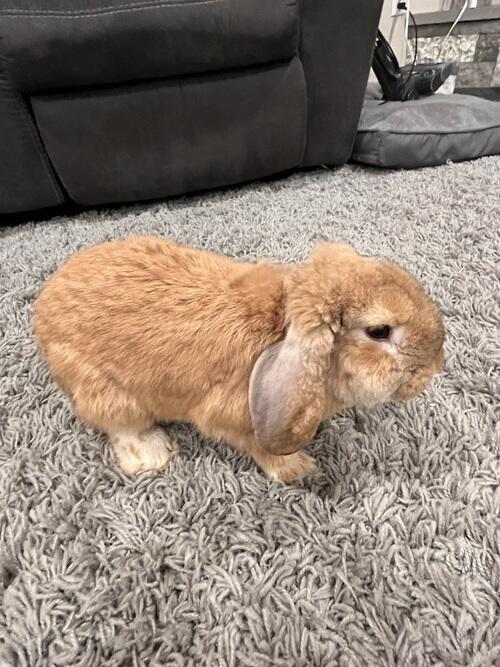 This rabbit is a Flemish giant/ lop cross. He is a very curios rabbit ...