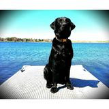 Blackdog95's Profile Photo