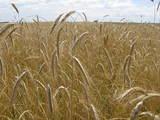 Breezyme's Profile Photo