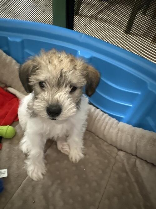 Miniature Schnauzer (Miniature Schnauzer, 1 mo) in Bismarck, ND