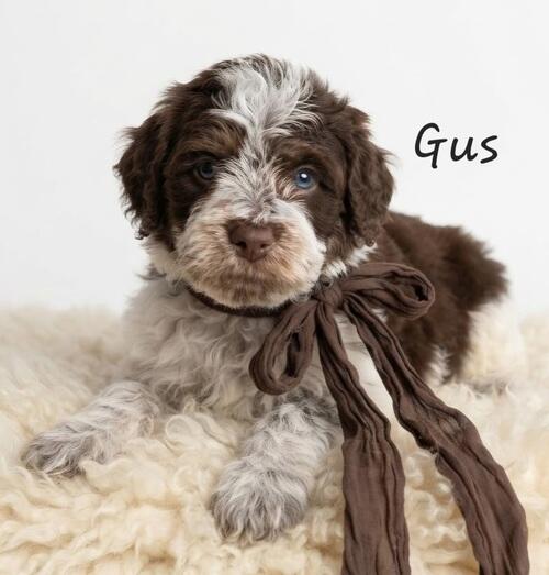 English Springer Spaniel (English Springer Spaniel) in Fargo, ND