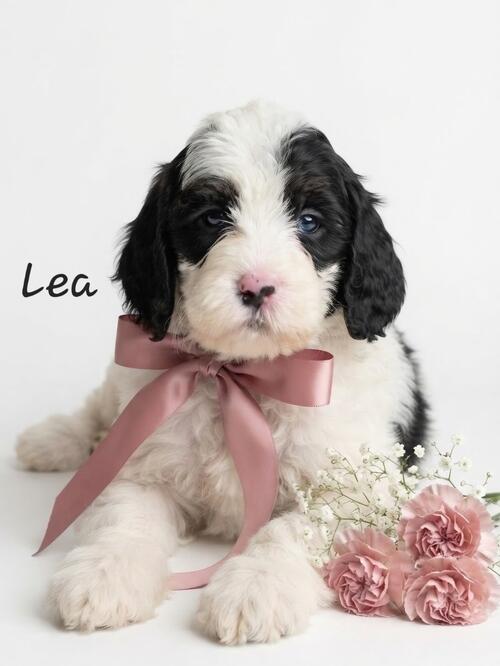 English Springer Spaniel (English Springer Spaniel, Male) in Fargo, ND