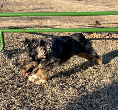 Cocker Spaniel X Corgi mix | Sidney, MT
