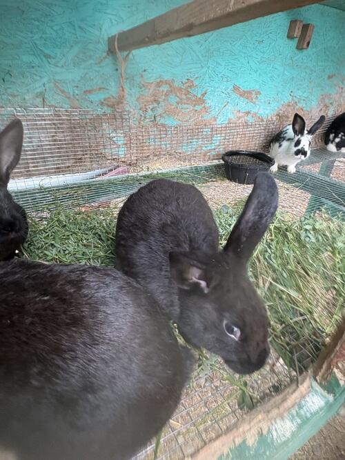 Rabbits (Rabbit) in Sidney, MT