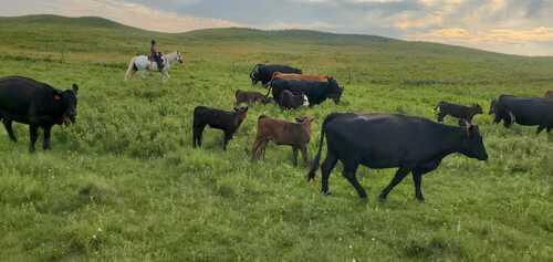 Tuttle Nd Pasture needed for this summer! | Tuttle, ND