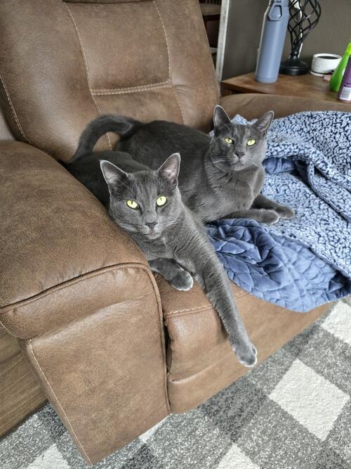 American Shorthair (American Shorthair, 5 yrs) in Bismarck, ND