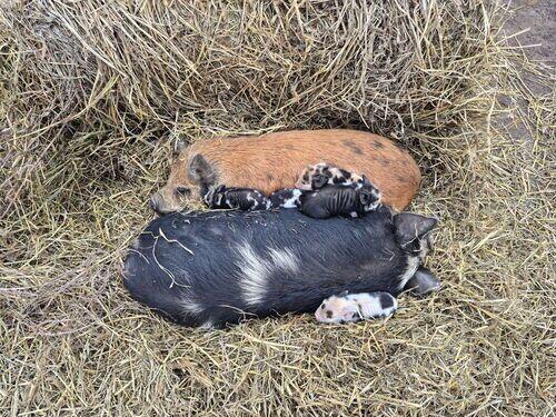 Pig (Pig) in Hazelton, ND