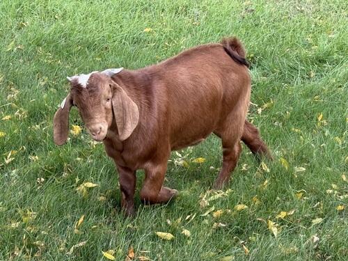 Boer (Boer) in Arthur, ND