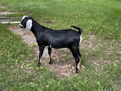 Nubian (Nubian) in Arthur, ND