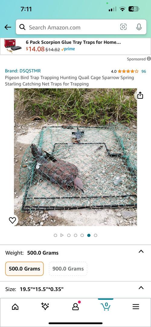 Pigeon Bird Trap Trapping Hunting Quail Cage Sparrow Spring