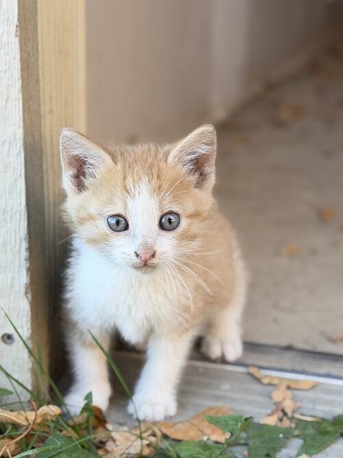Mixed breed (Mixed breed) in Stanley, ND