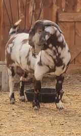 James River Boer Goats's Profile Photo