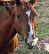 Sarah&Tobie's Profile Photo