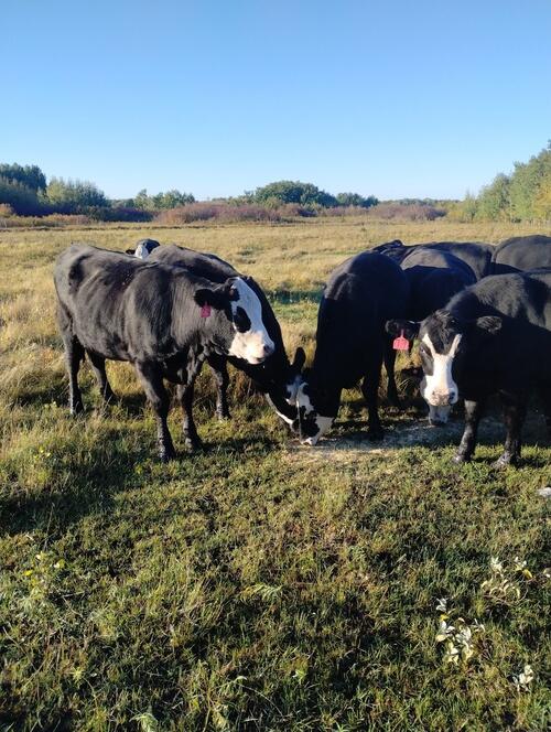 Cattle (Cattle) in Belcourt, ND
