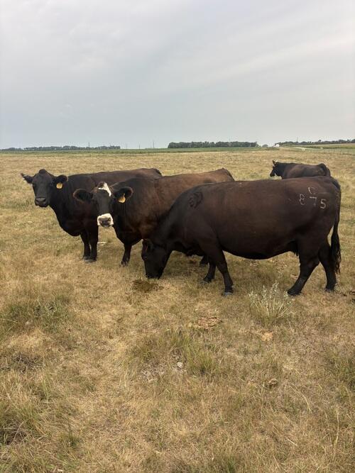 Simmental