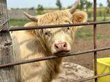 Benson Livestock's Profile Photo