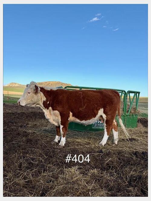 Hereford (Hereford) in Dickinson, ND