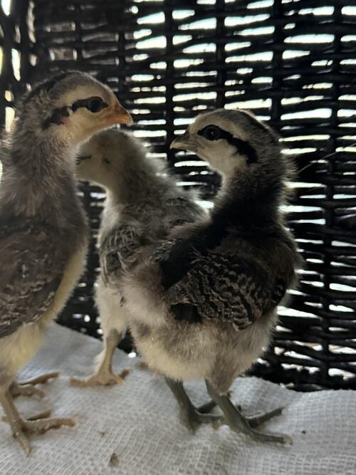 Mosaic and Fibro Chicks | Braddock, ND