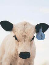 Rau British White Cattle's Profile Photo