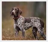GSP Guy's Profile Photo