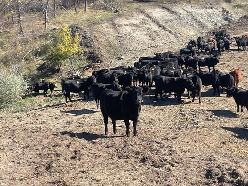 Angus (Angus) in Grassy Butte, ND