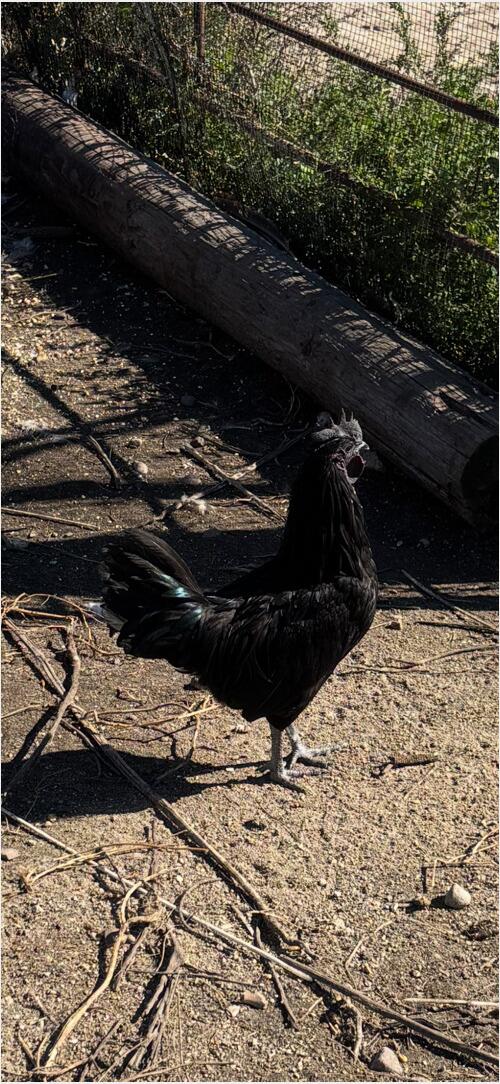 Ayam Cemani (Ayam Cemani) in Lisbon, ND