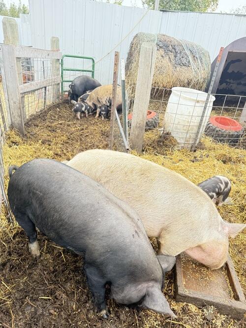 Pig