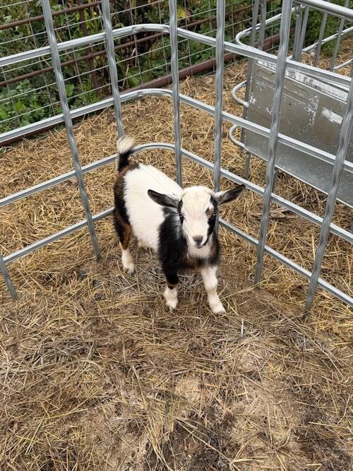 Nigerian Dwarf