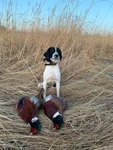 Bird Dog's Profile Photo