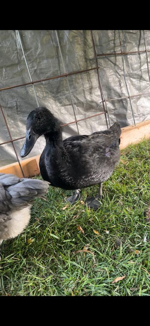Cayuga duck