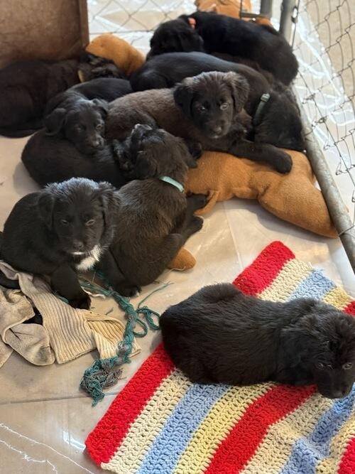 1/2 Golden Retriever, Lab, German Shepherd, Boxer and Border Collie ...