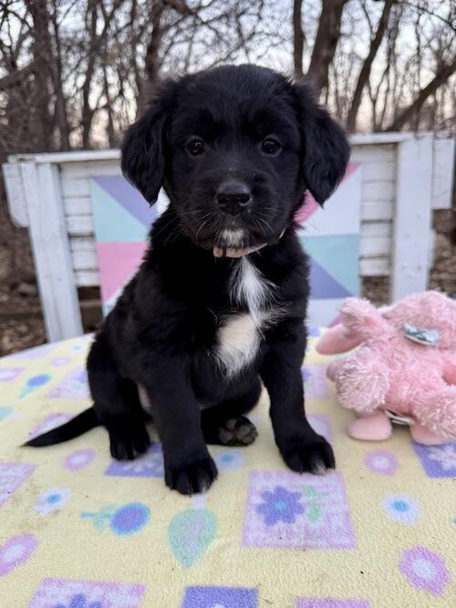 1/2 Golden Retriever, Lab, German Shepherd, Boxer and Border Collie ...