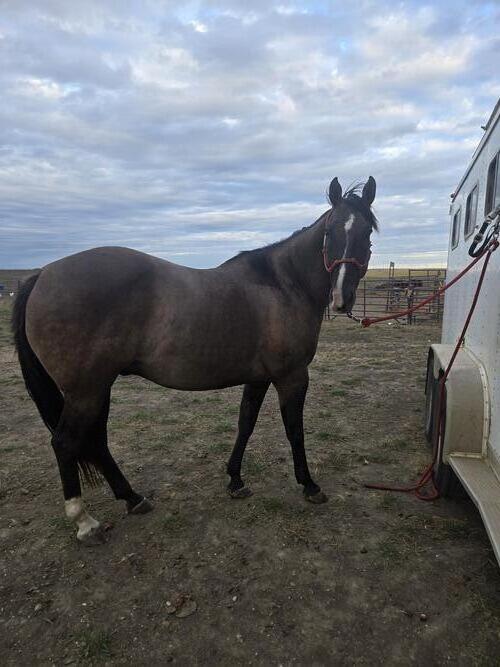 Quarter Horse (Quarter Horse, Gelding) in Bismarck, ND