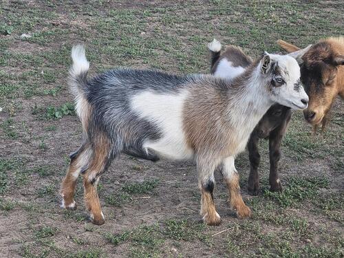 Nigerian Dwarf (Nigerian Dwarf) in Carson, ND