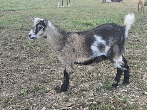 Nigerian Dwarf (Nigerian Dwarf) in Carson, ND